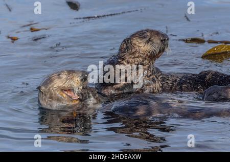 Sea otter, Enhydra lutris, mother and son feeding in kelp forest off the California coast, Monterey. Stock Photo