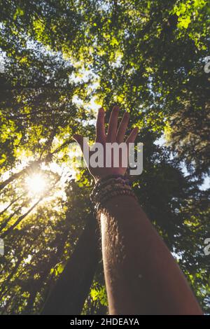 Hands in the sky with trees in the background and the sun Stock Photo
