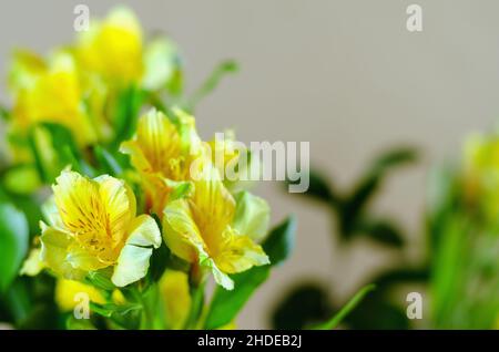 Bouquet of Yellow lilies. Beautiful delicate flowers in close-up. Floristics. Indoor. Selective focus. Stock Photo