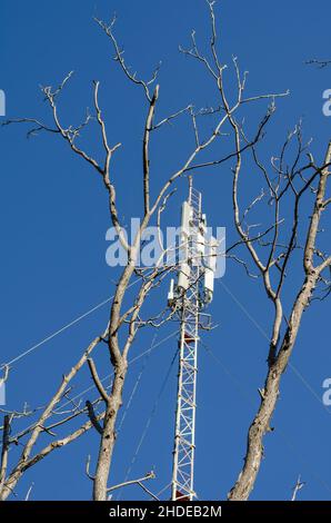A 4G and 5G cellular telecommunication tower against blue sky. 5G radio network telecommunications equipment and leafless tree branches. Industry. Sel Stock Photo