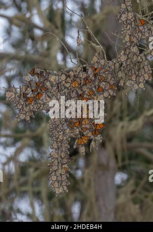 Tresses of Monarch butterfly, Danaus plexippus, at hibernation site in winter, California. Stock Photo