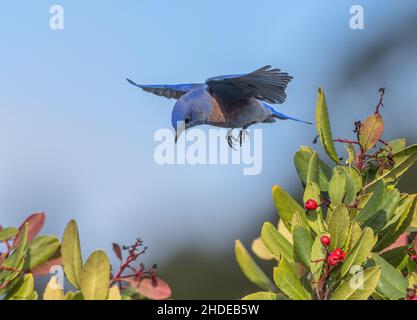 Male Western bluebird, Sialia mexicana, in winter, feeding on Toyon, Heteromeles arbutifolia, on the California coast. Stock Photo