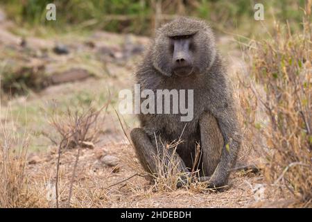 Olive Baboon, Papio anubis, in Samburu National Reserve in Kenya. Stock Photo