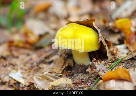 yellow swamp brittlegill, Russula claroflava in autumn forest Stock Photo