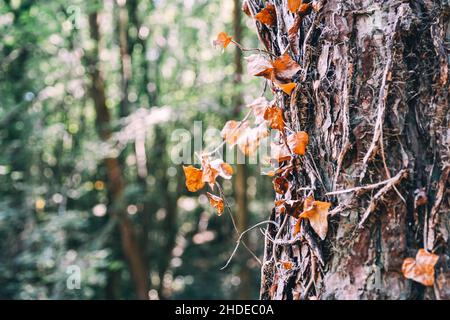 View of ivy covered tree in autumn. Stock Photo