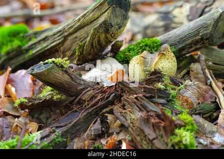 Scleroderma or eart ball in autumn forest Stock Photo