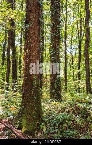 View of moss covered trees in autumn. Stock Photo