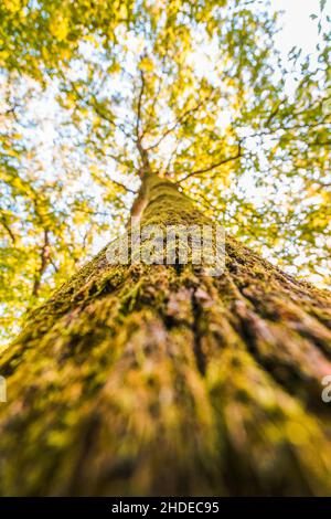 Close up view of moss covered tree in autumn. Stock Photo