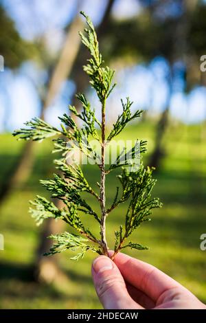 A womans hand holding the branches of the pine tree with an autumn forest in the background. Stock Photo