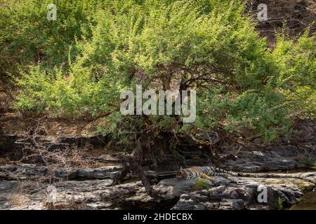 wild bengal male tiger resting under shade of tree in hot summer season at ranthambore national park or tiger reserve sawai madhopur rajasthan india Stock Photo