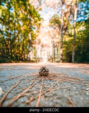 Pine cones falling on the ground in the forest floor. Ataturk Arboretum Botanic Park in Istanbul. Stock Photo
