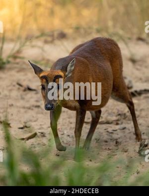 barking deer or muntjac or Indian muntjac or red muntjac or Muntiacus muntjak portrait an antler during outdoor jungle wildlife safari at forest india Stock Photo