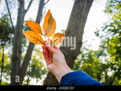 A womans hand holding a dried leaf against the sun rays with an autumn forest in the background. Autumn season concept. Stock Photo