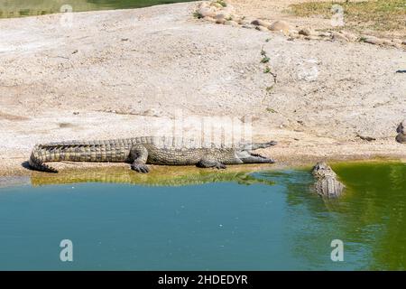 A nile crocodile, Crocodylus niloticus, with open mouth, at a crocodile farm near Paarl Stock Photo