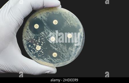 Antimicrobial susceptibility test by diffusion kirby bauer on dark ...