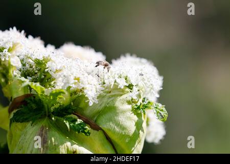 25 June 2021, Schleswig-Holstein, Klein Gladebrügge: A bee sits on giant hogweed. The ornamental plant from the Caucasus displaces native species and is poisonous. Residents of the Schleswig-Holstein community of Klein Gladebrügge (Segeberg district) are worried that children playing, for example, will suffer severe burns. Contact with the sap of the plant in sunlight is enough for this. Photo: Frank Molter/dpa Stock Photo