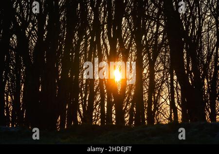 Brighton UK 6th January 2022 - The sun breaks through at woodland on Devils Dyke just north of Brighton with some parts of the north forecast to get snow on higher ground   : Credit Simon Dack / Alamy Live News