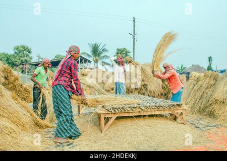 The method of threshing paddy shown in this picture is laborious and old. This method of threshing rice requires a lot more people and takes more time Stock Photo