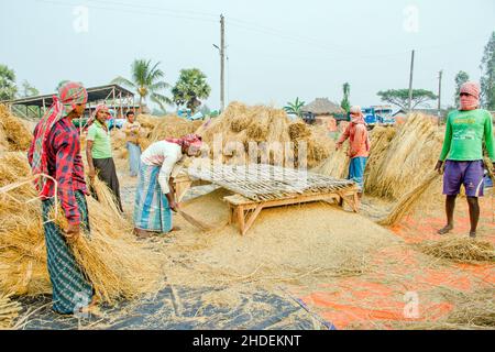 The method of threshing paddy shown in this picture is laborious and old. This method of threshing rice requires a lot more people and takes more time Stock Photo