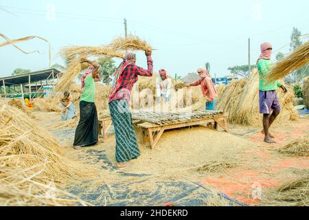 The method of threshing paddy shown in this picture is laborious and old. This method of threshing rice requires a lot more people and takes more time Stock Photo