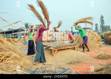 The method of threshing paddy shown in this picture is laborious and old. This method of threshing rice requires a lot more people and takes more time Stock Photo