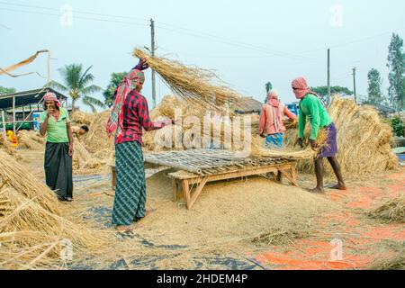 The method of threshing paddy shown in this picture is laborious and old. This method of threshing rice requires a lot more people and takes more time Stock Photo