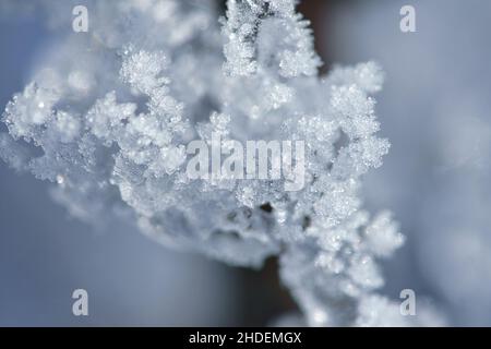 Ice crystals formed on a branch and point in all directions. Structural and bizarre shapes were formed. Winter photo from Brandenburg Stock Photo