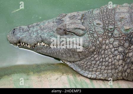Female Nile Crocodile snoozing at the water's edge. Crocodylus niloticus. South Africa Stock Photo