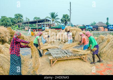 The method of threshing paddy shown in this picture is laborious and old. This method of threshing rice requires a lot more people and takes more time Stock Photo