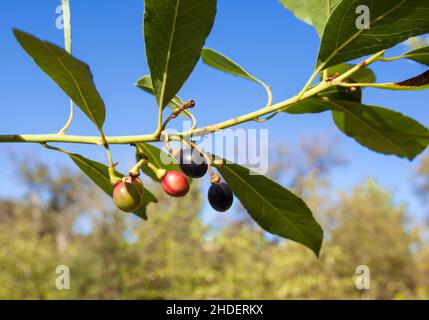 Bay or Laurus nobilis berries closeup. Mediterranean native tree used for seasoning in cooking Stock Photo