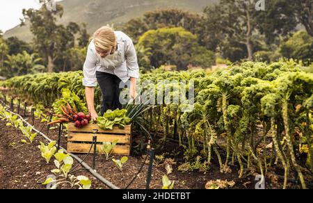 Young female chef harvesting fresh vegetables in an agricultural field. Self-sustainable female chef arranging a variety of freshly picked produce int Stock Photo