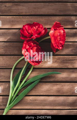 three red tulips looking like roses on a red background Stock Photo