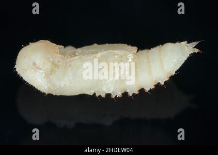 The pupa of red flour beetle Tribolium castaneum on black background. It is a worldwide pest of stored products, particularly food grains. Stock Photo