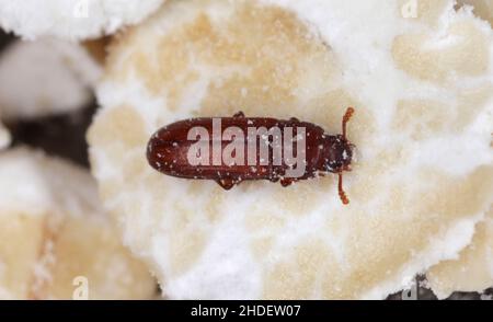 The food pest confused flour beetle Tribolium confusum in wheat flour ...