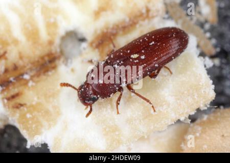 The red flour beetle Tribolium castaneum. It is a worldwide pest of stored products, particularly food grains. Stock Photo