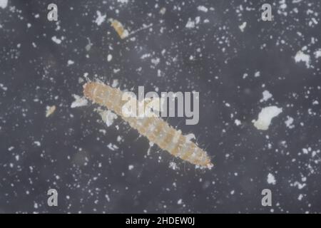 Larva of the red flour beetle Tribolium castaneum. It is a worldwide pest of stored products, particularly food grains. Stock Photo