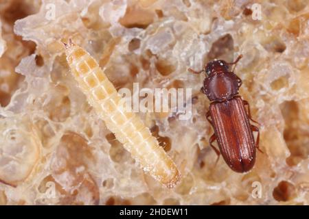Larva and beetle of confused flour beetle Tribolium confusum known as a flour beetle on damaged br, is a common pest of stored flour and grain Stock Photo