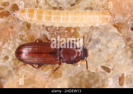 Larva and beetle of confused flour beetle Tribolium confusum known as a flour beetle, a common pest of stored flour and grain Stock Photo