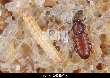 Larva and beetle of confused flour beetle Tribolium confusum known as a flour beetle, a common pest of stored flour and grain Stock Photo
