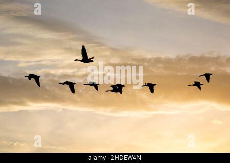 Kidderminster, UK. 6th January, 2022. UK weather: it's a sunny start to a hard frosty day where temperatures are still only just above freezing after ultra-low temperatures at night. Geese are silhouetted in front of a golden morning, sunrise sky as they travel across the country looking for today's feed. Credit: Lee Hudson/Alamy Live News Stock Photo