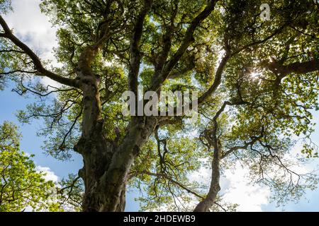 Tree in the Lost Valley, Heligan Estate, Cornwall, UK Stock Photo