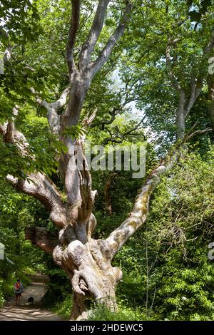 A female walker and dog pass a huge gnarled old oak tree on the woodland path known as the Georgian Ride in the Lost Gardens of Heligan, Cornwall, UK Stock Photo