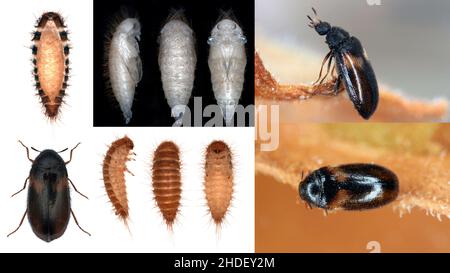 Set of the developmental stages (larvae, pupa and adult) in different configurations of species Reesa vespulae from the family Dermestidae. Stock Photo
