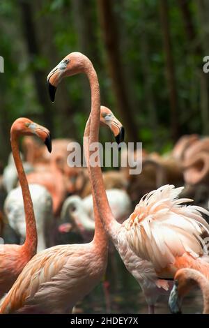 A group of American flamingoes wading in a swamp. Captured at a bird sanctuary near the city of Cartagena in northern Colombia. Stock Photo