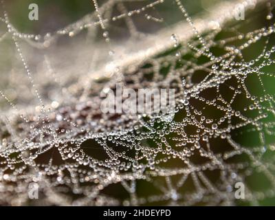 Macro photography of a spieder web covered in dew drops, captured near the colonial town of Villa de Leyva in central Colombia, very early in the morn Stock Photo