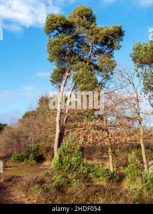 Tall pine tree on heathland with a clear blue sky Stock Photo