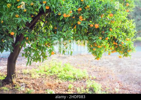 Mandarin orange tree with fruits in citrus orchard during harvest time Stock Photo