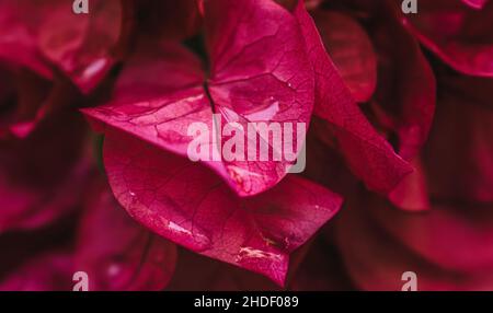 Close up of a flower in Nafplio, Greece Stock Photo