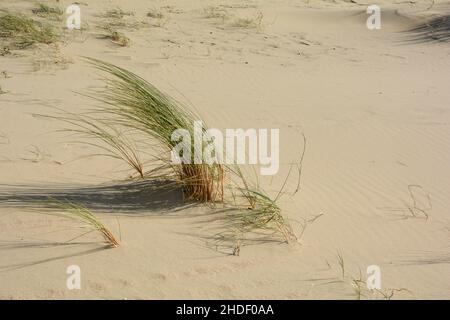 Tufts of dune grass in the sunlight, swaying in the wind on the sandy beach Stock Photo