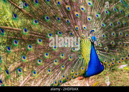 Wide angle photography of an Indian peafowl in full dispaly, captured in a park in the city of Cali in the southwest Andean mountains of Colombia. Stock Photo